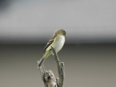 Empidonax minimus