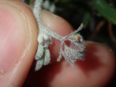 Xanthosia huegelii