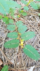 Chamaecrista