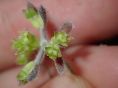 Xanthosia huegelii