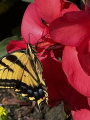 Papilio multicaudata