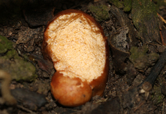 Zelleromyces
