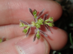 Xanthosia huegelii