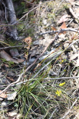 Schoenus villosus