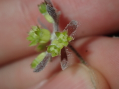 Xanthosia huegelii