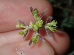 Xanthosia huegelii