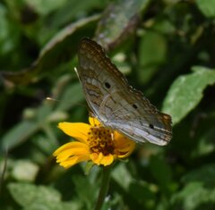Anartia jatrophae