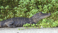 Alligator mississippiensis