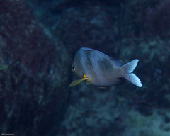 Chromis ovalis