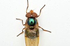 Copestylum vesicularium