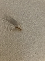 Scutigera coleoptrata