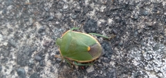 Chlorochroa