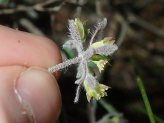 Xanthosia huegelii