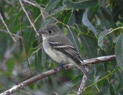 Empidonax minimus