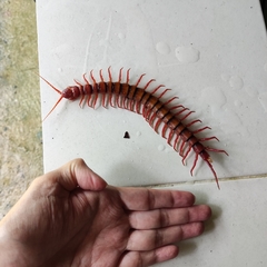 Scolopendra dehaani