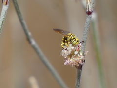 Philanthus multimaculatus