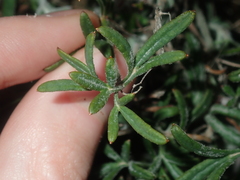 Xanthosia huegelii