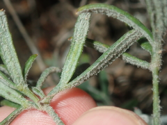 Xanthosia huegelii