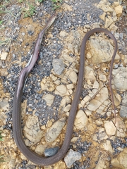 Masticophis mentovarius