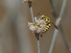 Philanthus multimaculatus