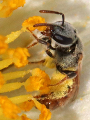 Anthophila
