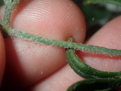 Xanthosia huegelii
