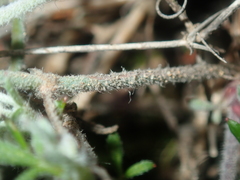 Xanthosia huegelii