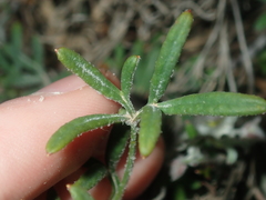 Xanthosia huegelii