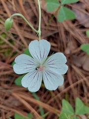 Geranium seemannii