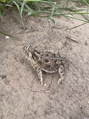 Phrynosoma cornutum