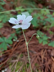 Geranium seemannii