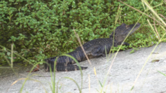 Alligator mississippiensis