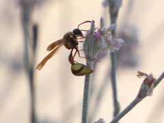 Eumenes bollii