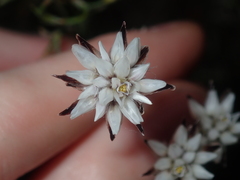Laxmannia omnifertilis