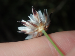 Laxmannia omnifertilis