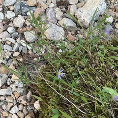 Symphyotrichum ciliolatum