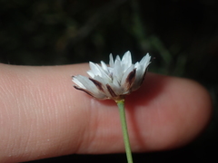 Laxmannia omnifertilis