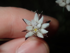 Laxmannia omnifertilis