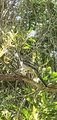 Anthochaera carunculata