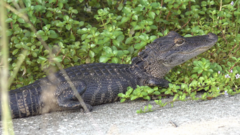 Alligator mississippiensis