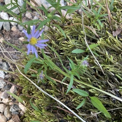 Symphyotrichum ciliolatum
