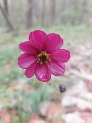 Cosmos scabiosoides
