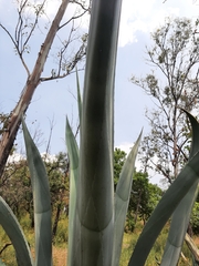 Agave