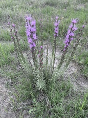 Liatris punctata