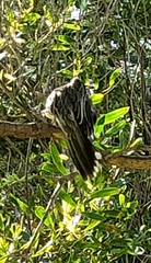 Anthochaera carunculata