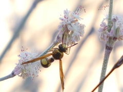 Eumenes bollii