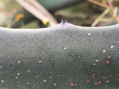 Agave
