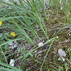 Deschampsia cespitosa