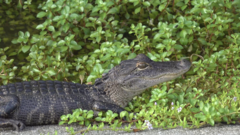 Alligator mississippiensis