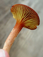 Phylloporus leucomycelinus